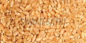 Wheat Grains