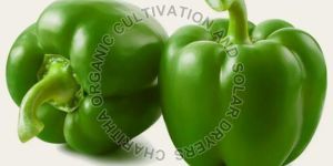 Fresh Organic Capsicum
