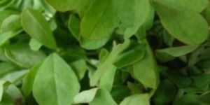 Fresh Fenugreek Leaves