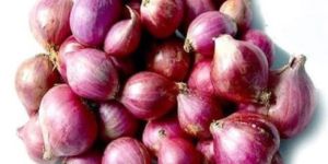 Fresh Shallot Onion