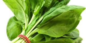 Fresh Spinach Leaves