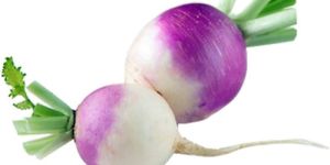 Fresh Turnip