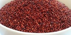 Ragi Millet Seeds