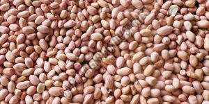 100 & 120 Grade New HPS Groundnut Seeds