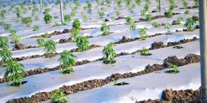 Organelle Farms - Organic Farm