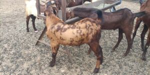 Male Sirohi Goat