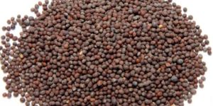 Black Mustard Seeds