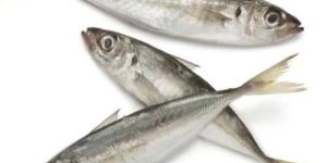 Frozen Mackerel Fish