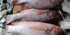 Frozen Red Snapper Fish