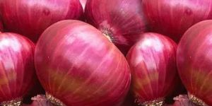 a Grade Red Onion