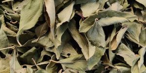Dry Curry Leaves