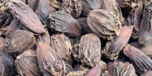 Organic Black Cardamom