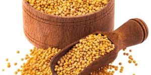 Yellow Mustard Seeds