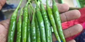 Organic Green Chilli