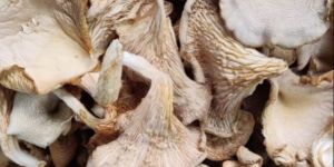 Dry Oyster Mushroom