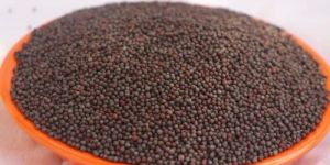 Brown Bold Sortex Mustard Seeds