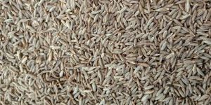 Semi Europe Cumin Seeds