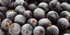 Frozen Imported Blackcurrant