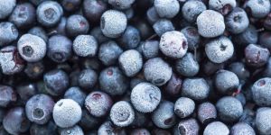 Frozen Imported Blueberry