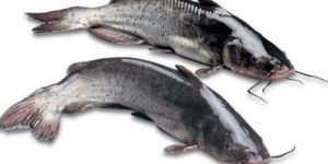 Fresh Cat Fish