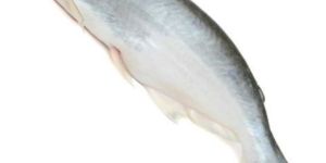 Fresh Indian Basa Fish