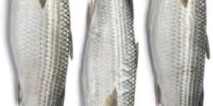 Fresh Mullet Fish