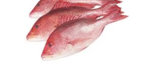 Fresh Red Snapper Fish