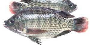 Fresh Tilapia Fish