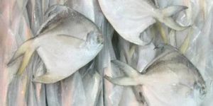 Frozen Pomfret Fish