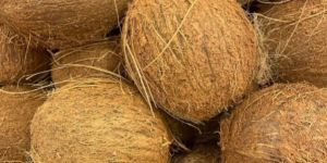 Semi Husked Coconuts