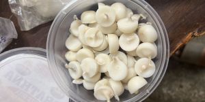 Pure Cow Ghee Diya ( Wax Free)