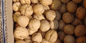 Kashmiri Super Walnut