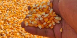Animal Feed Yellow Maize