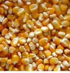 Yellow Corn Animal Feed
