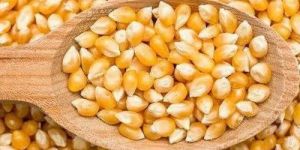 Dried Corn