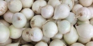 Fresh White Onion