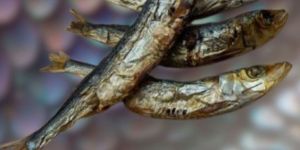 Dry Sardine Fish