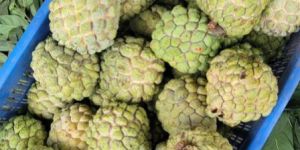 Custard Apple