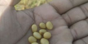 Soya Bean Seeds