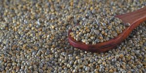 Green Pearl Millet