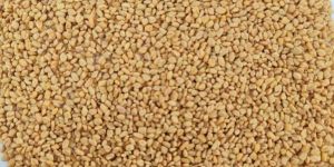 Fenugreek Seed