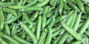 Fresh Green Peas