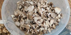 Dry Oyster Mushroom
