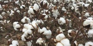 Raw Cotton