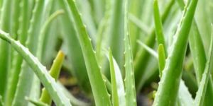 Aloe Plant
