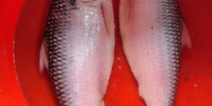Fresh Hilsa Fish