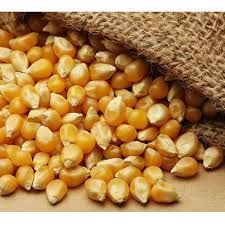Hybrid Maize Seed