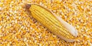 Yellow Corn