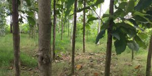 Teak Tree