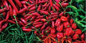 Red Chilli